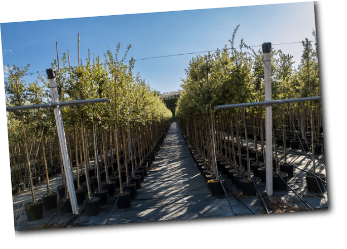 Quercus Ilex