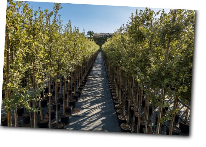 Quercus Ilex
