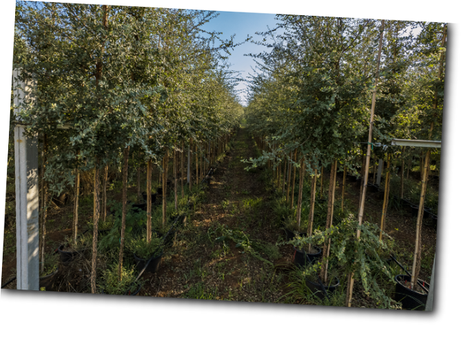 Quercus Suber
